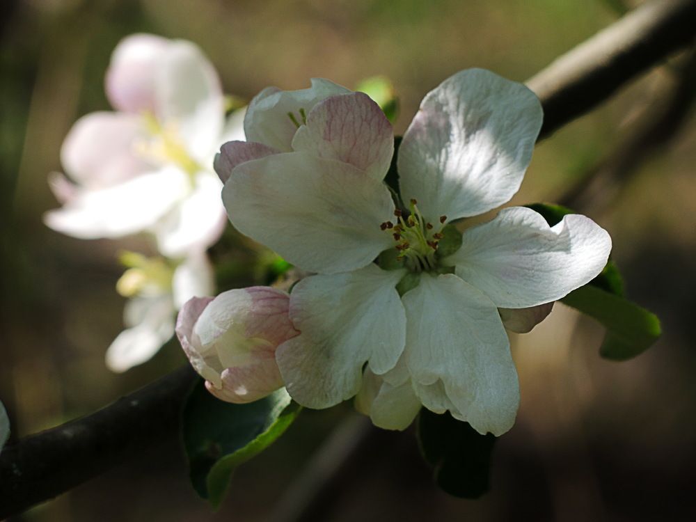 Цветок яблони