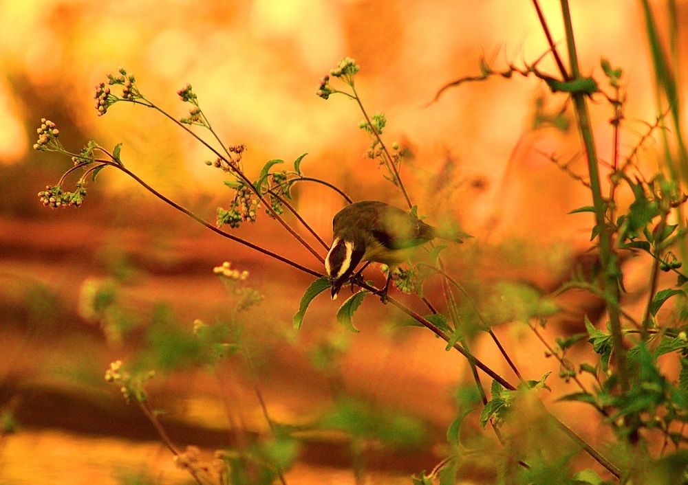 About birds and sunsets