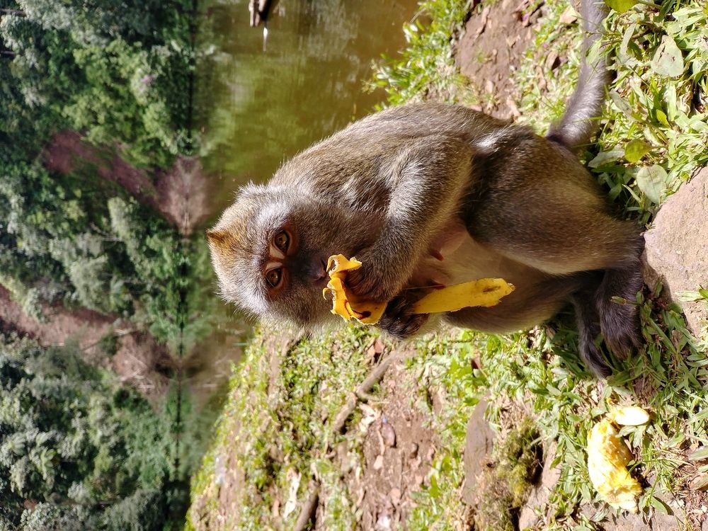 Monkey and Banana