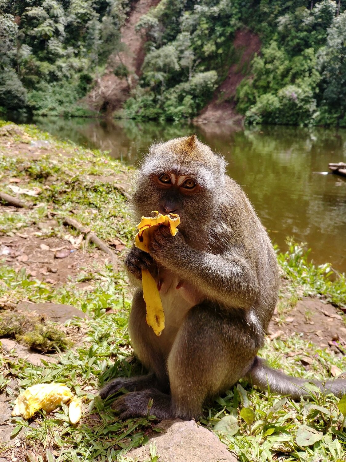 Monkey and Banana