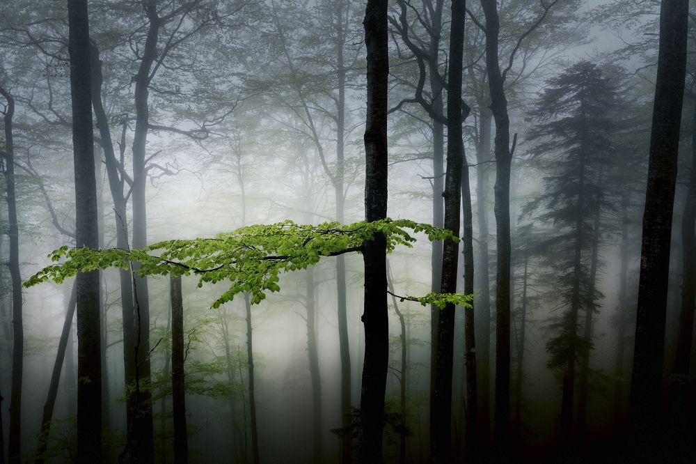 The Fairy Forest in Stara Planina