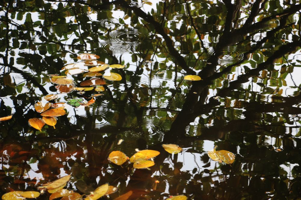 Fallen leaves in water