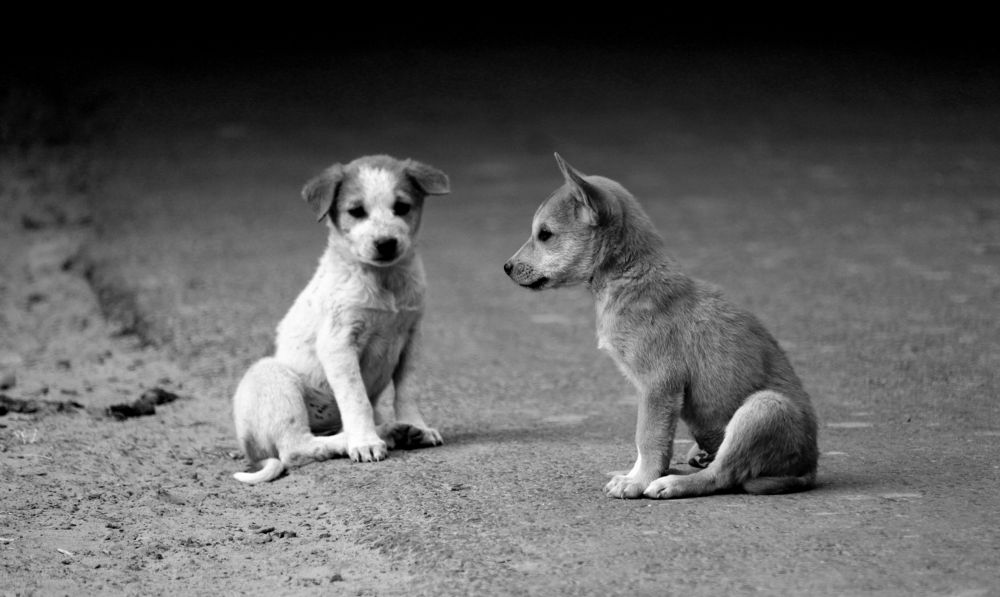 Dog Photography