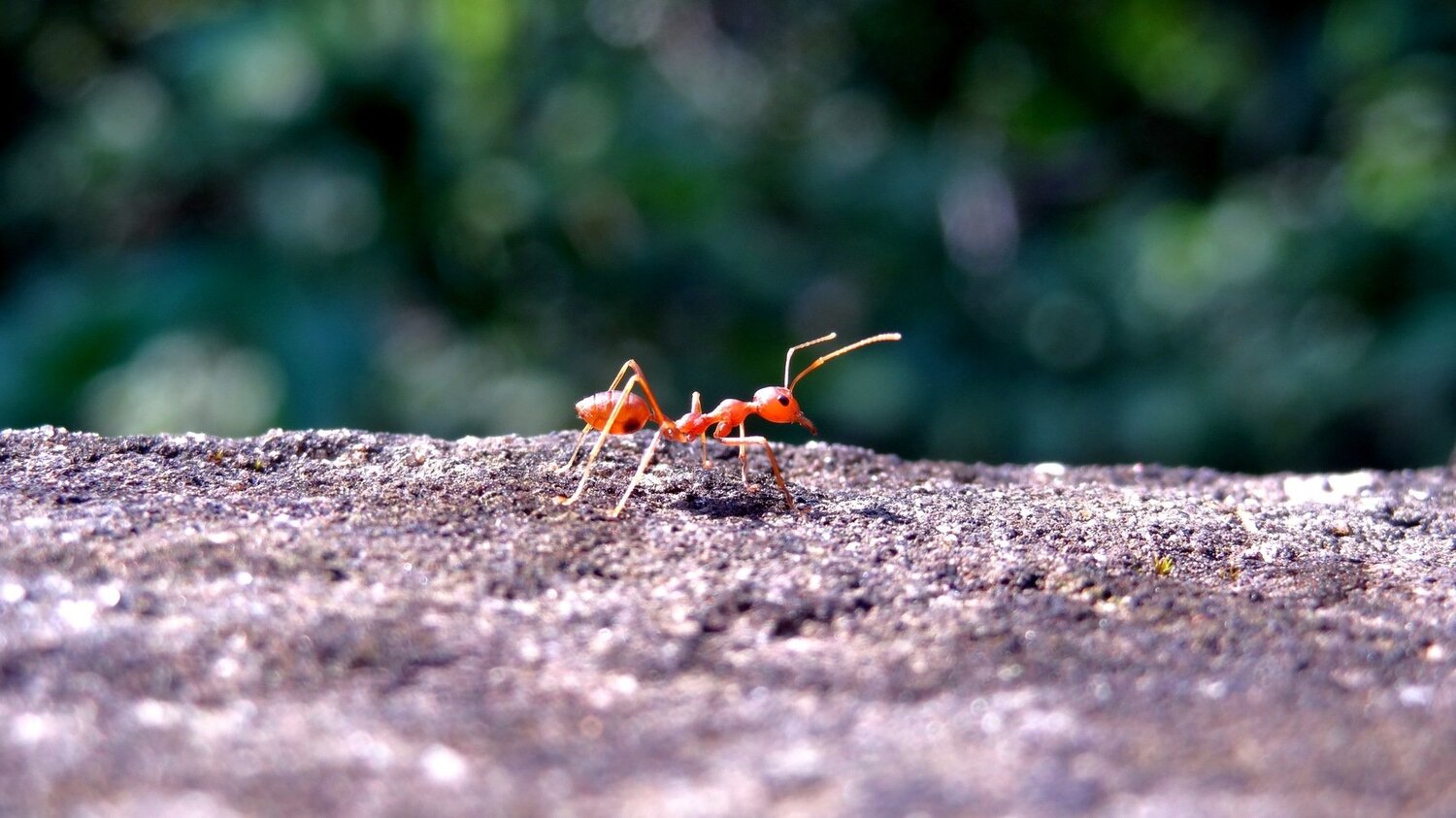 A Ant