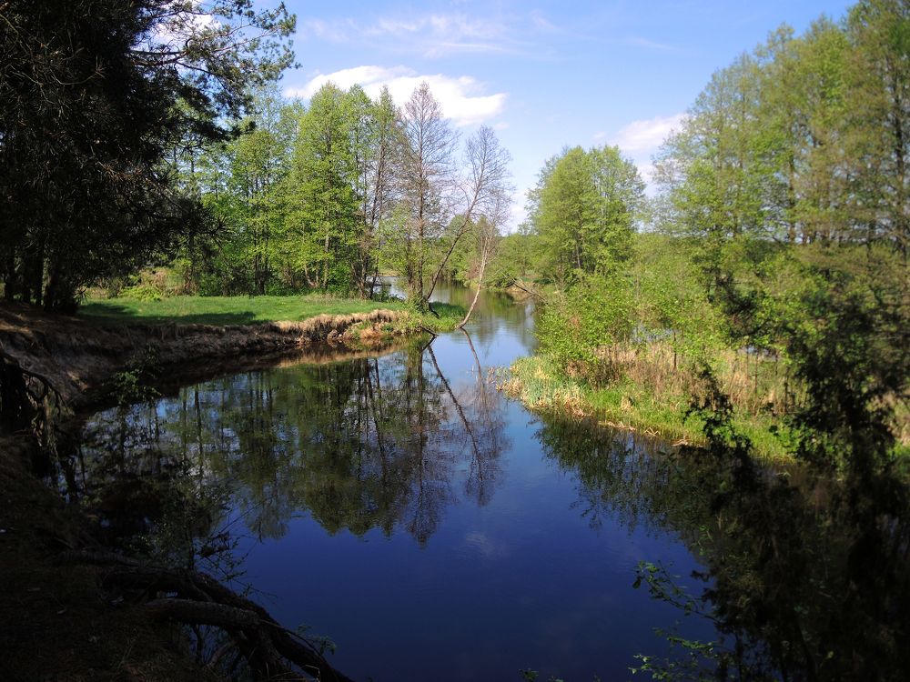 Лесная река