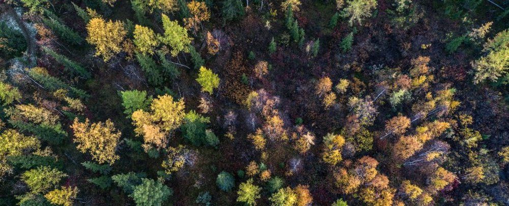 Осенний карнавал