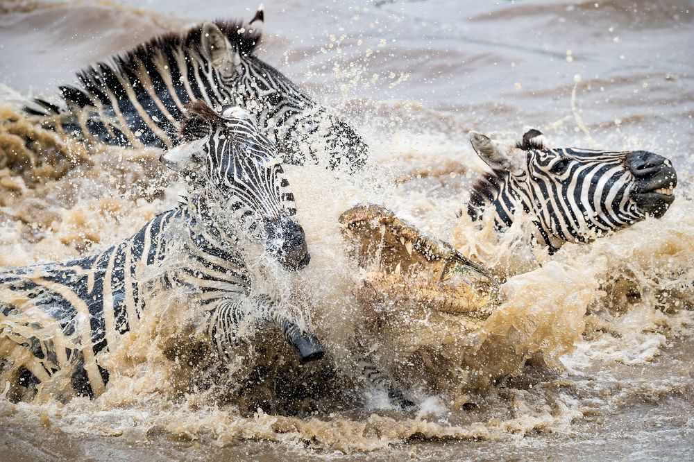 Migration Mayhem - Crocs delight