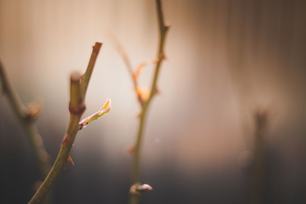 Пробуждение природы