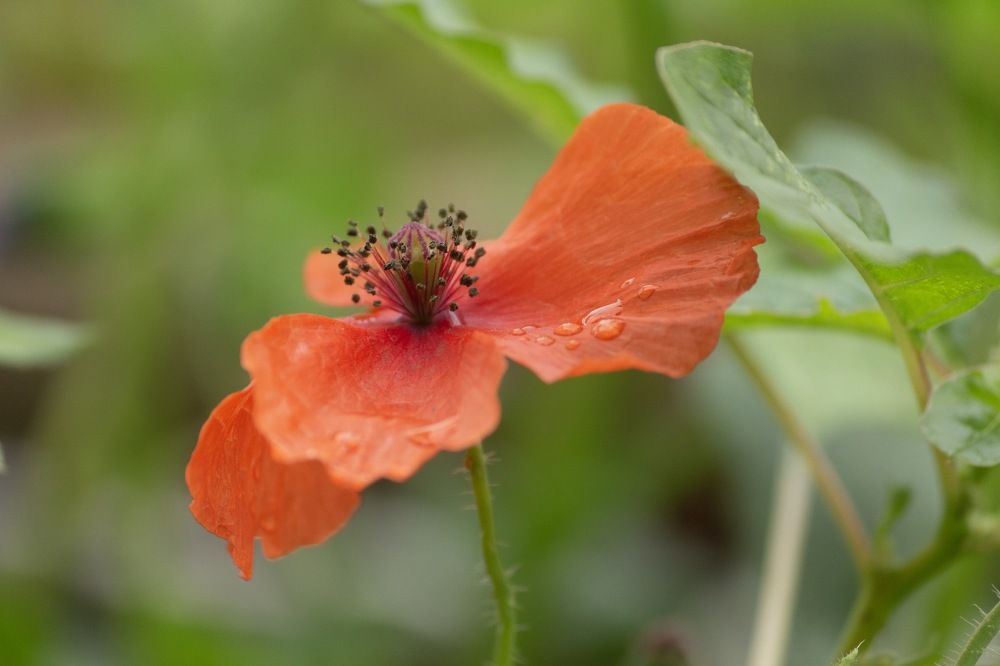 Photograph by KAUSTOVE KAISHYAP