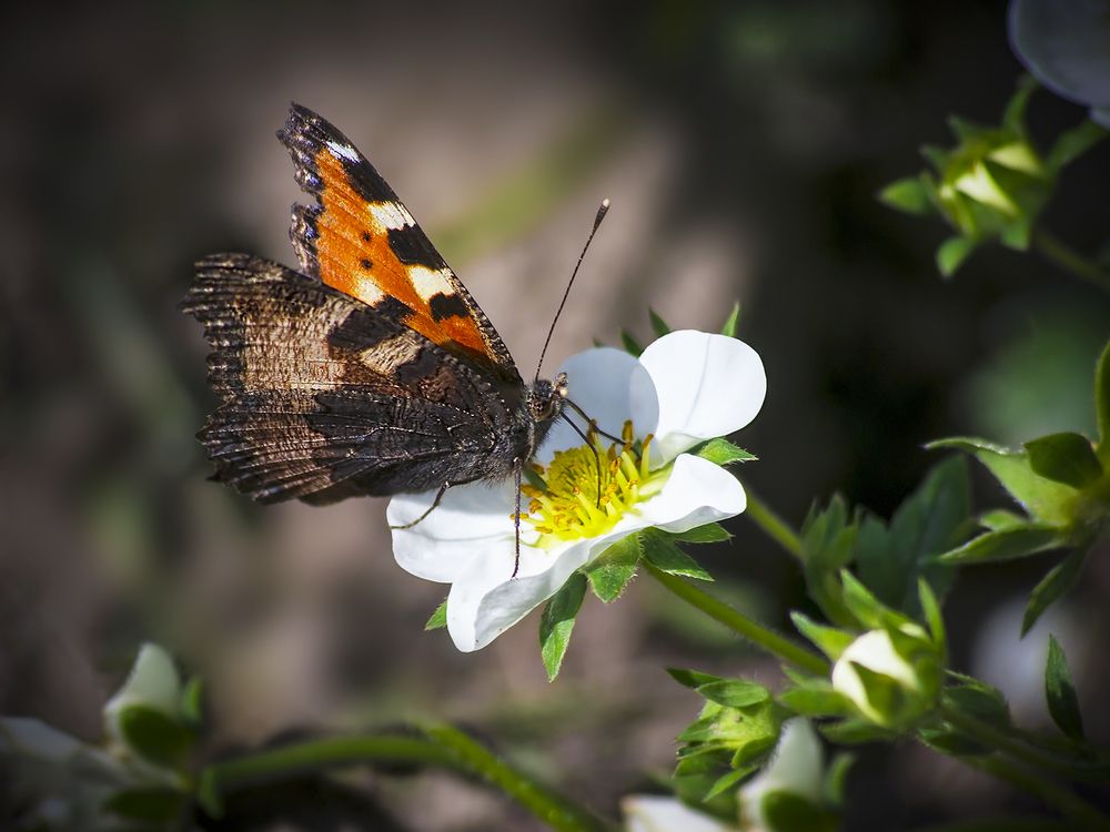 Small tortoiseshell on strawberry flower..