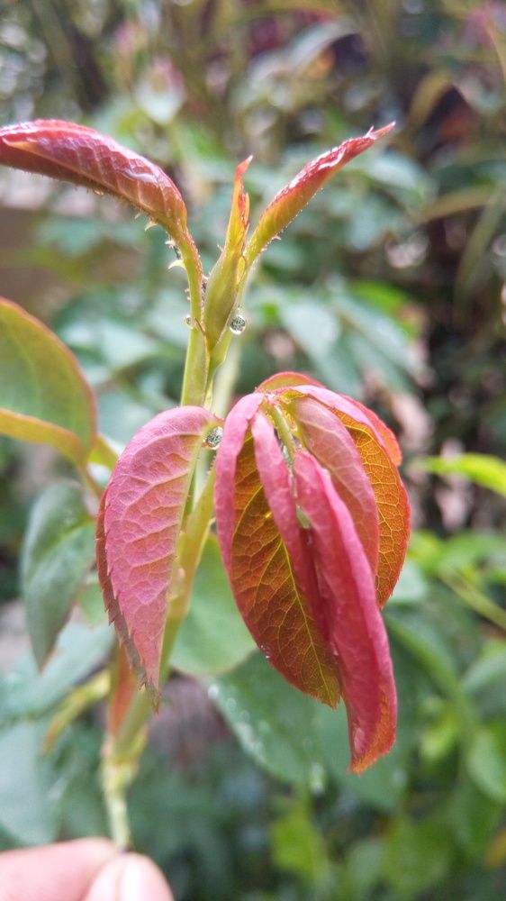 Nature will bear the closest inspection. She invites us to lay our eye level with her smallest leaf, and take an insect view of its plain.