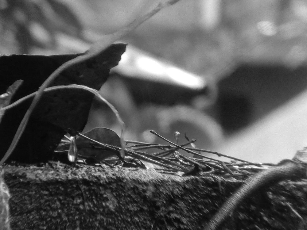 After the rain..