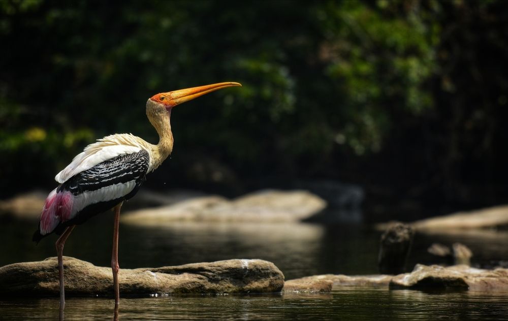Painted Stork