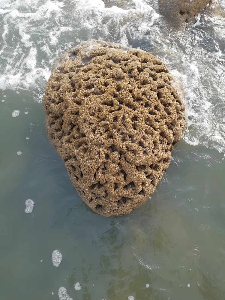 Brain of stone