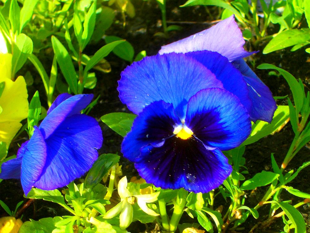 Анютин глаз