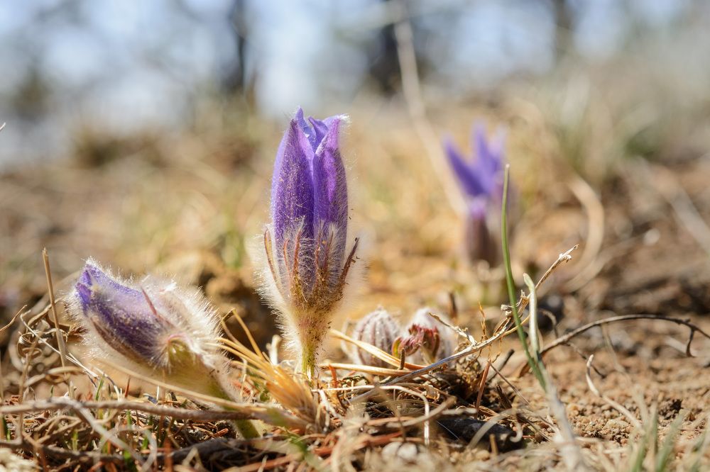 Первый весенний цветок