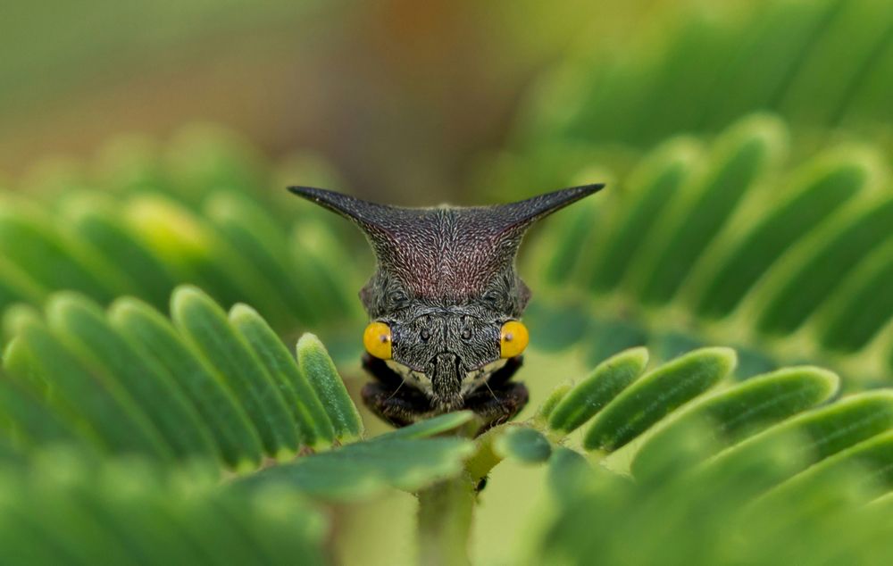 Treehopper in nature