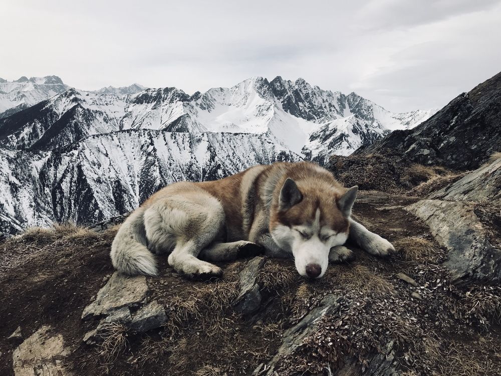 Собака в горах