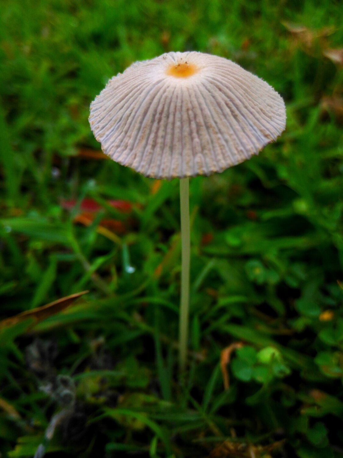 MASHROOM
