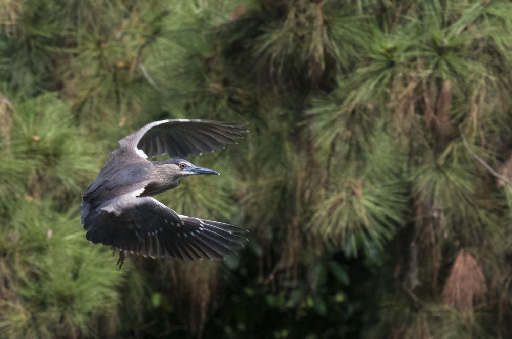 Black-Crowned Night Heron in Saigon