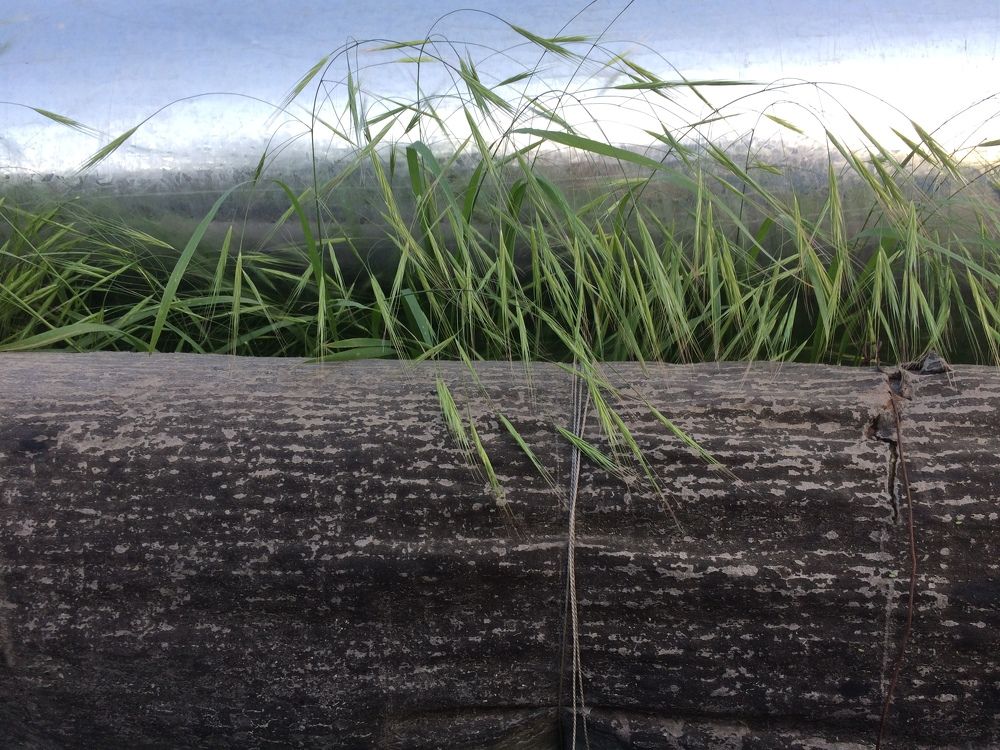 Brave grass