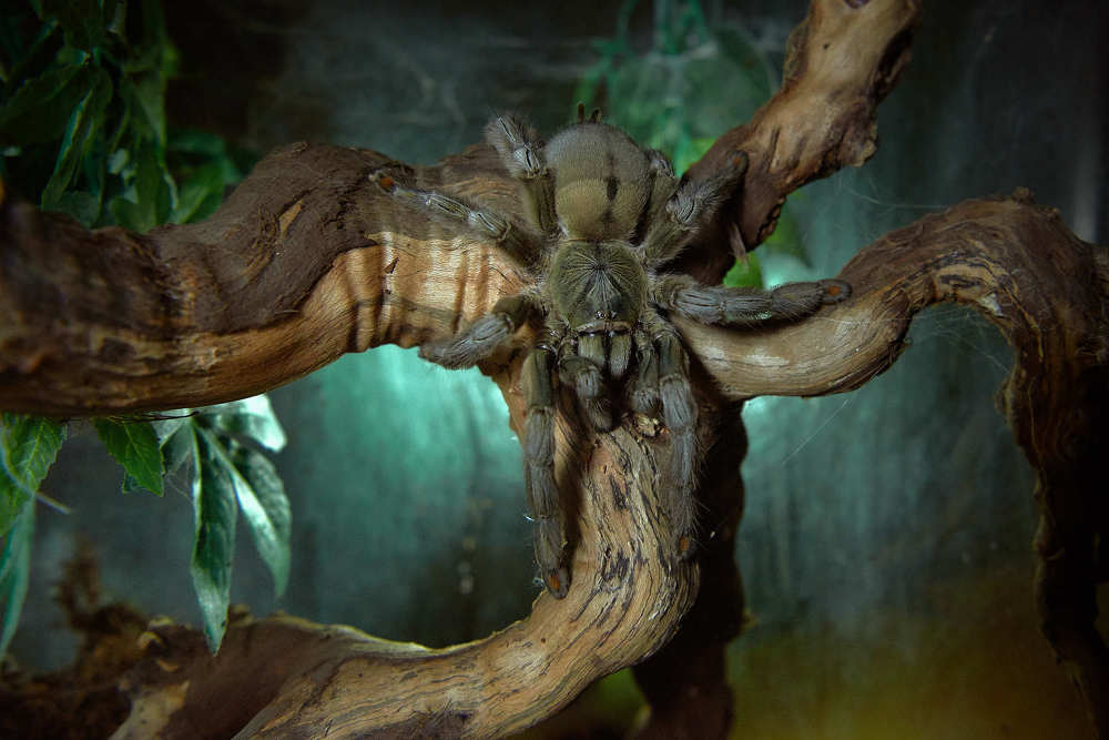 Ночной охотник