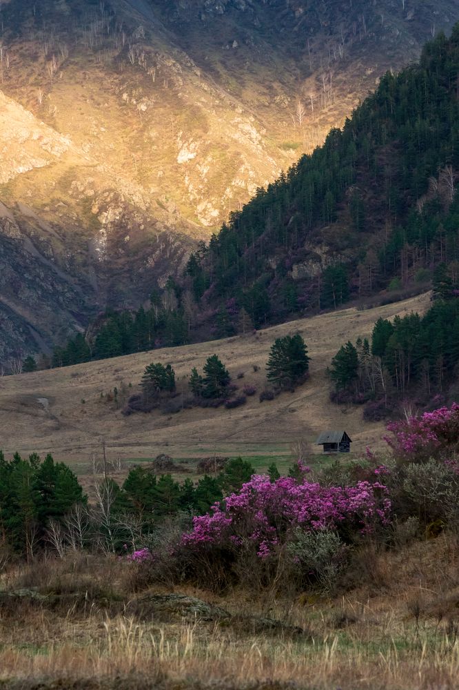 Алтайская пастораль
