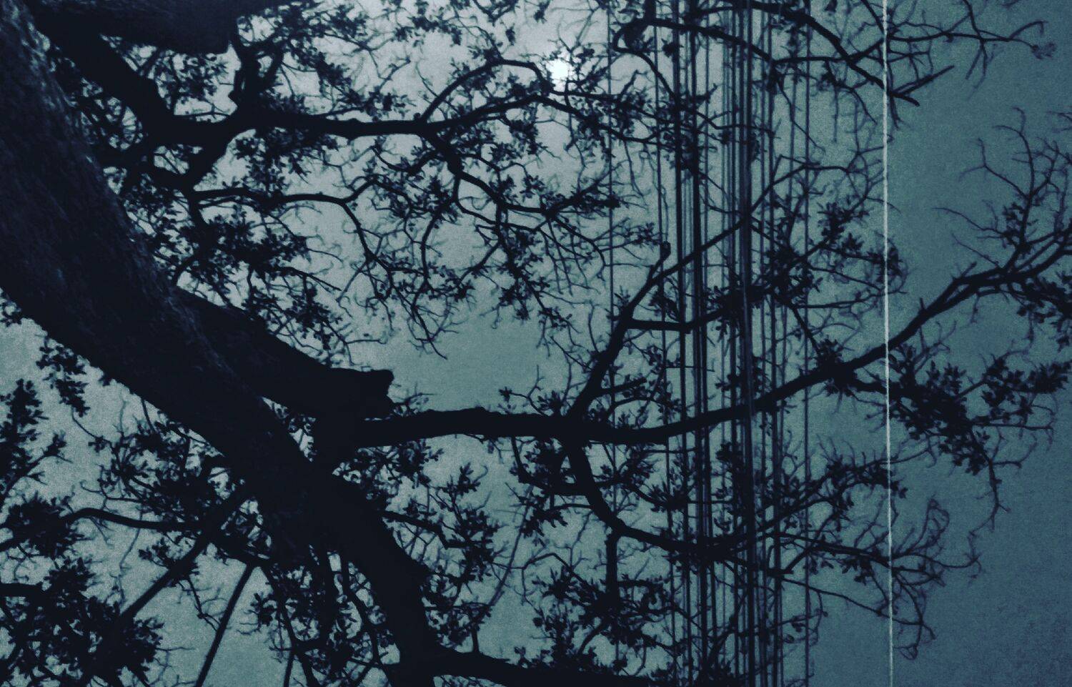 Lost in the Moonlight