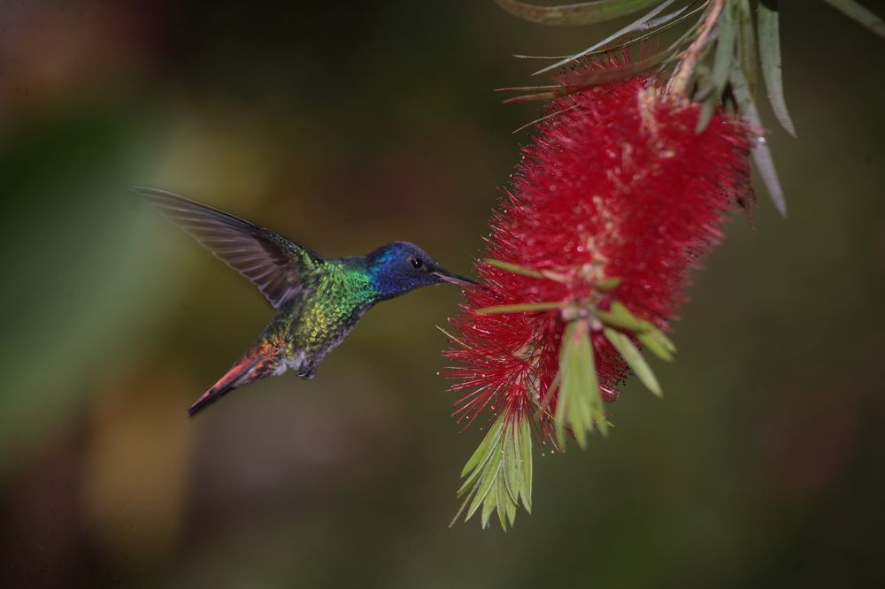 el vuelo y la flor