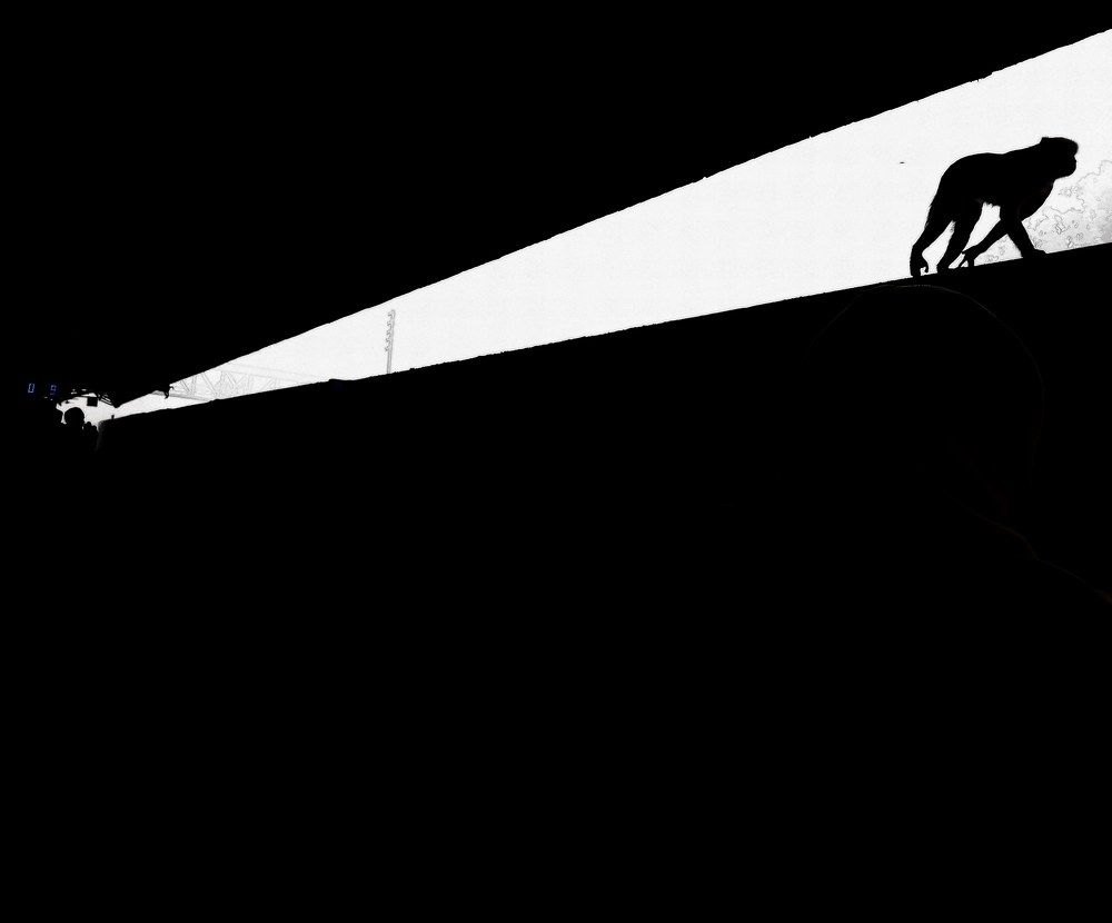 Monkey in Geometry of life.