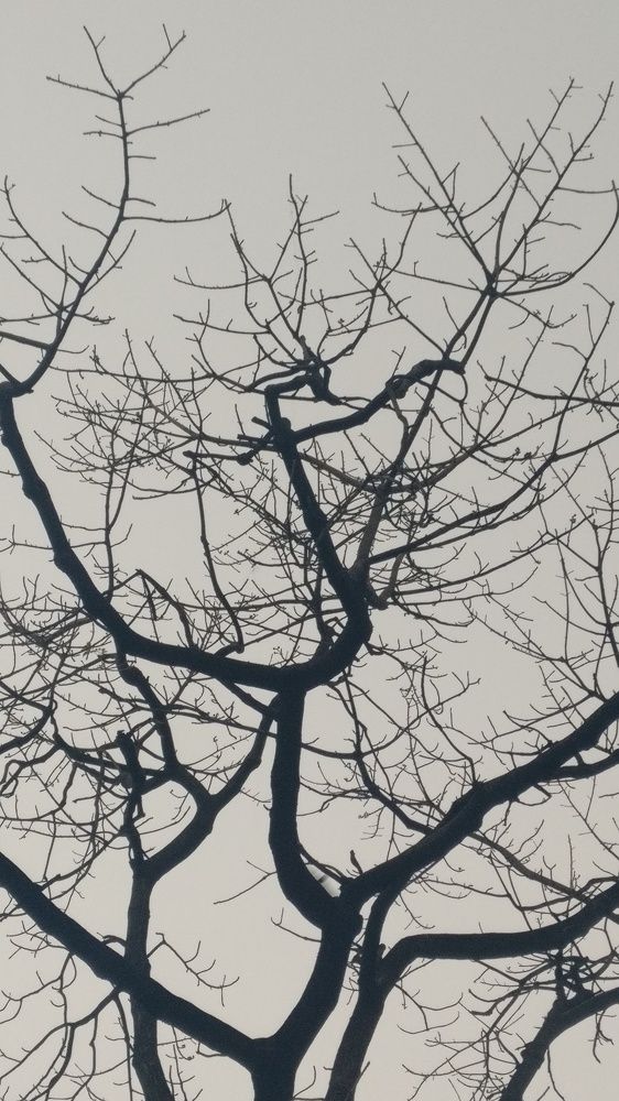 lifeless beauty