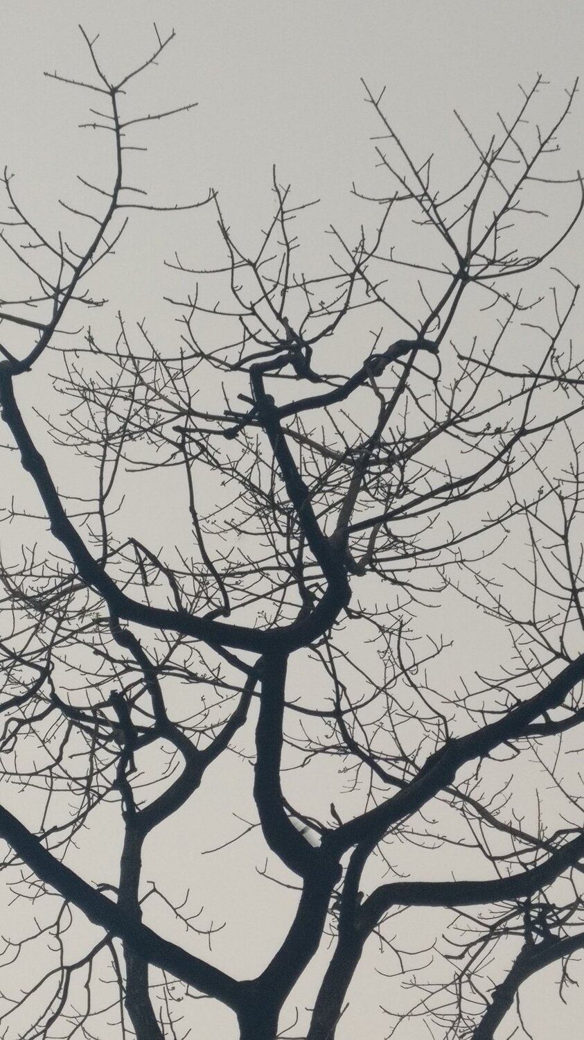 lifeless beauty