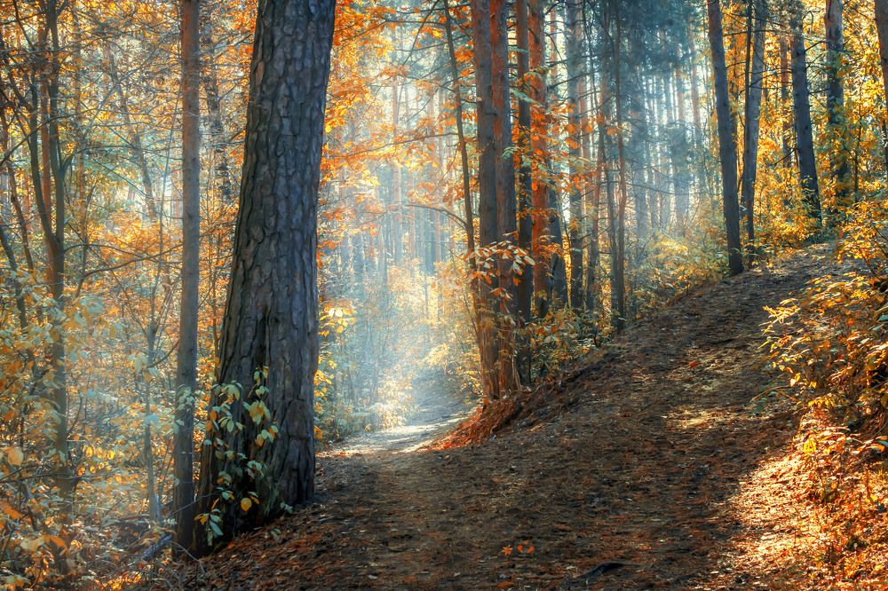 Осенний лес