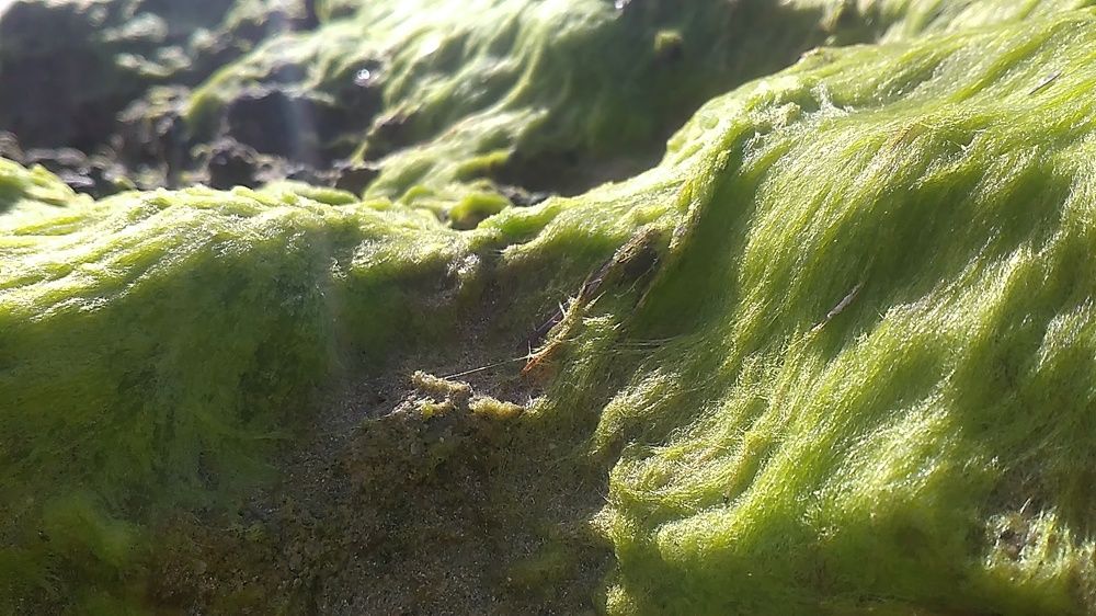 Seaweed