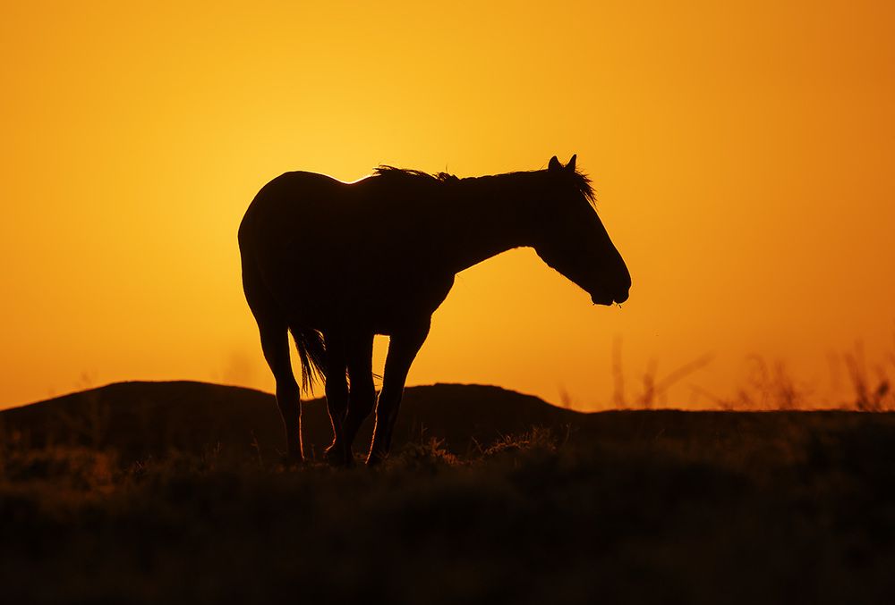 В лучах заката