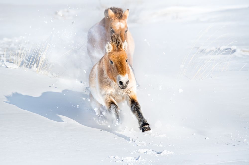 The Real Wild Horse 1