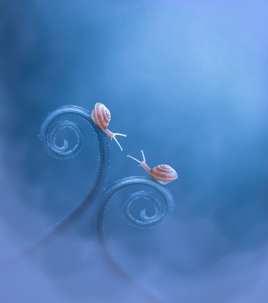 Snails in blue