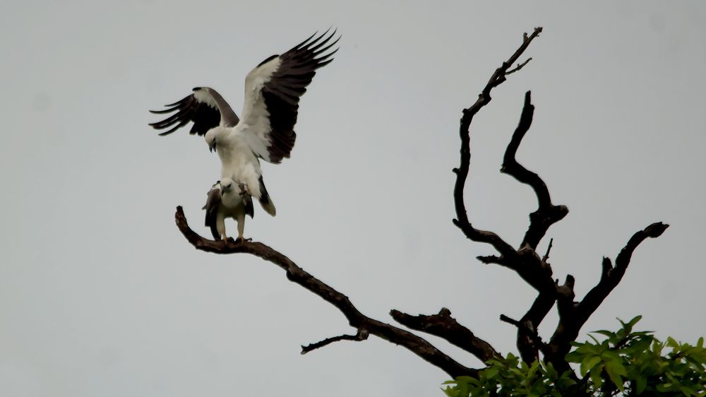 INTO PRODUCTION LINE