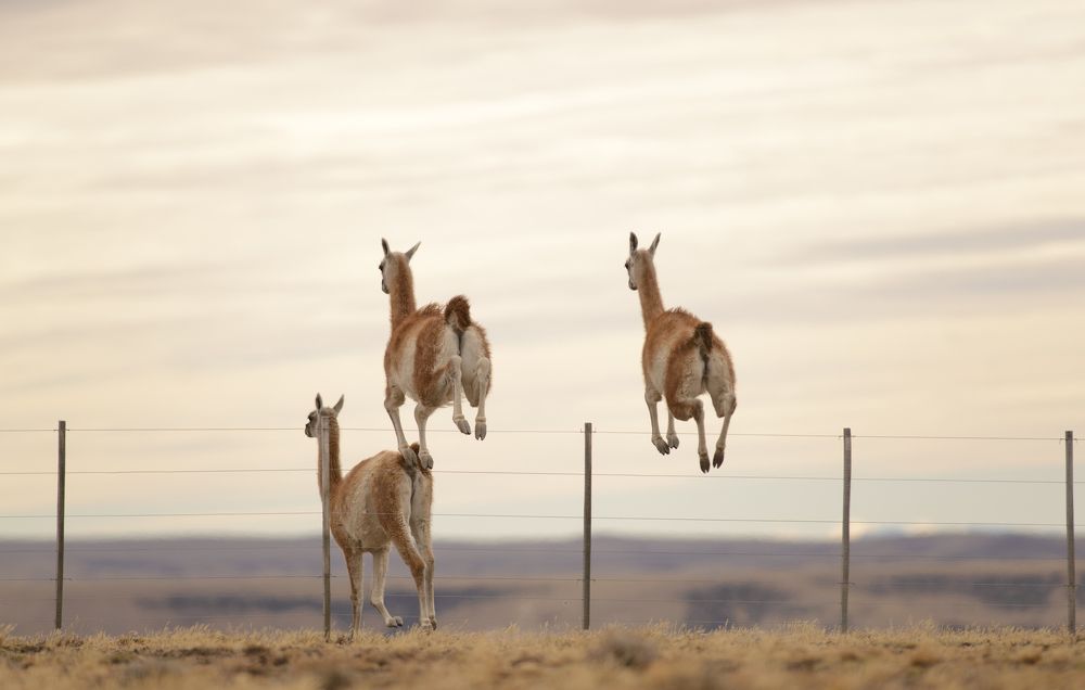 Guanacos en Libertad