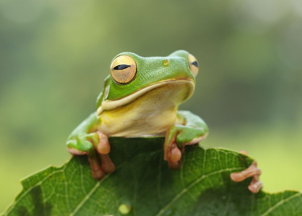 Green Frog