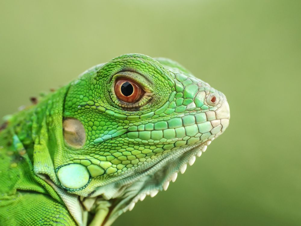Iguana Green
