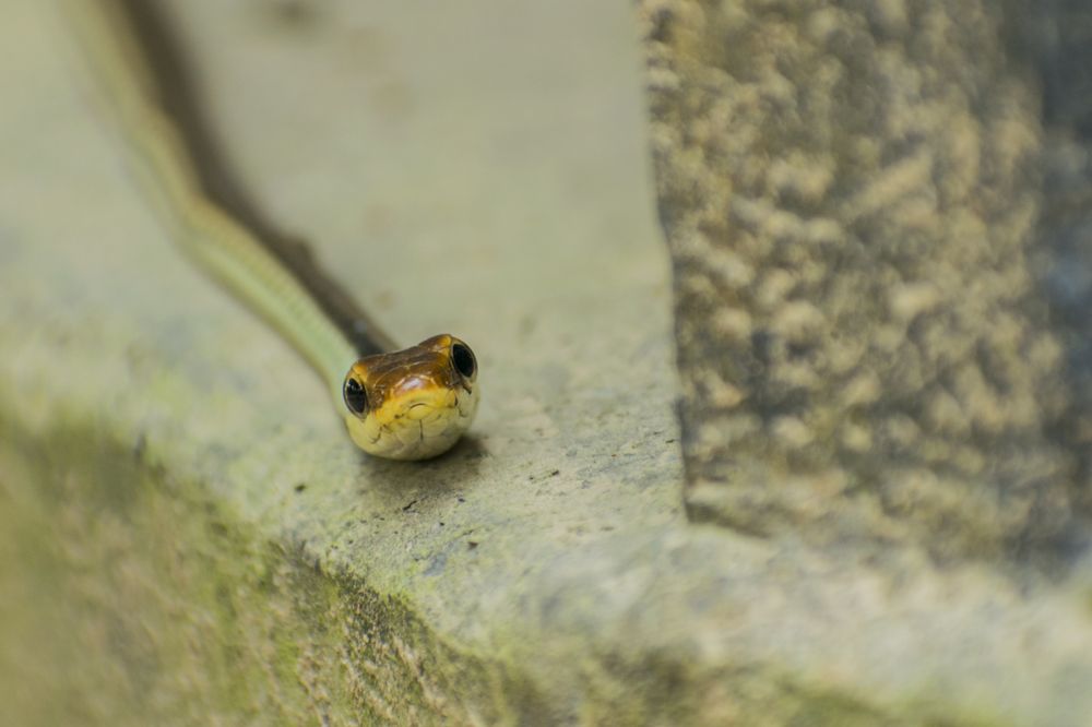 Common Bronzeback Tree Snake, Dendrelaphis tristis, Harmless.