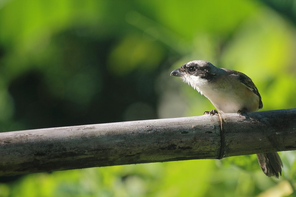 Lanius schach (Linnaeus, 1758)