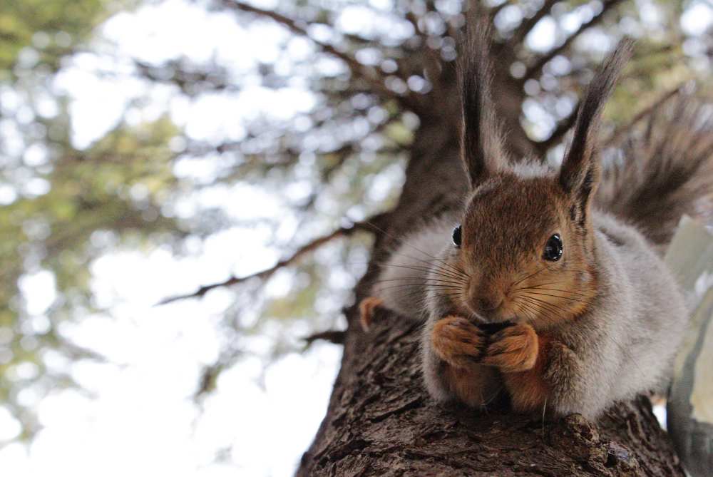 Беличьи дела