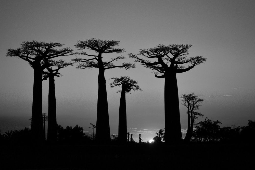 Giants Baobab trees and women carring water, sunset time