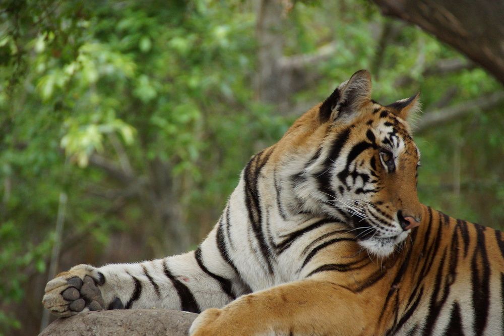 Царь зверей