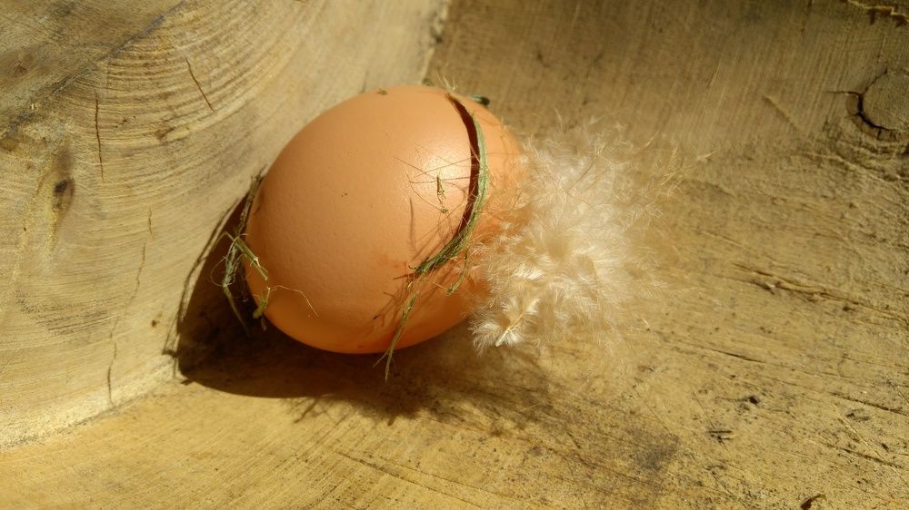 Курочка снесла яичко