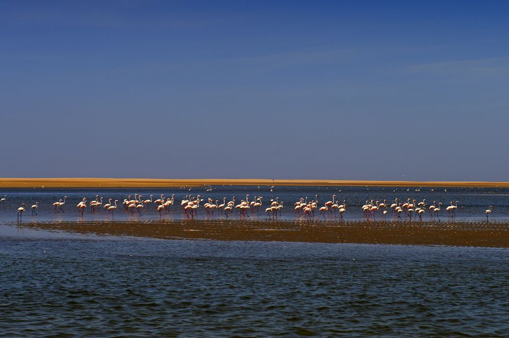 Flamingos Baia dos Tigres. Angola