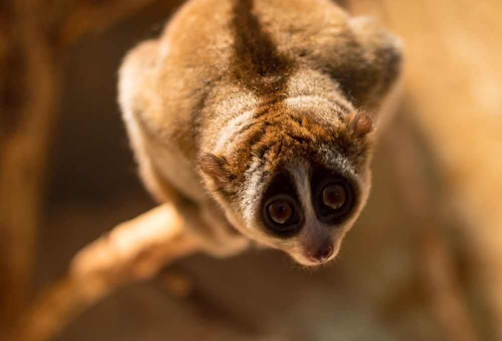 Лемур Лори 2