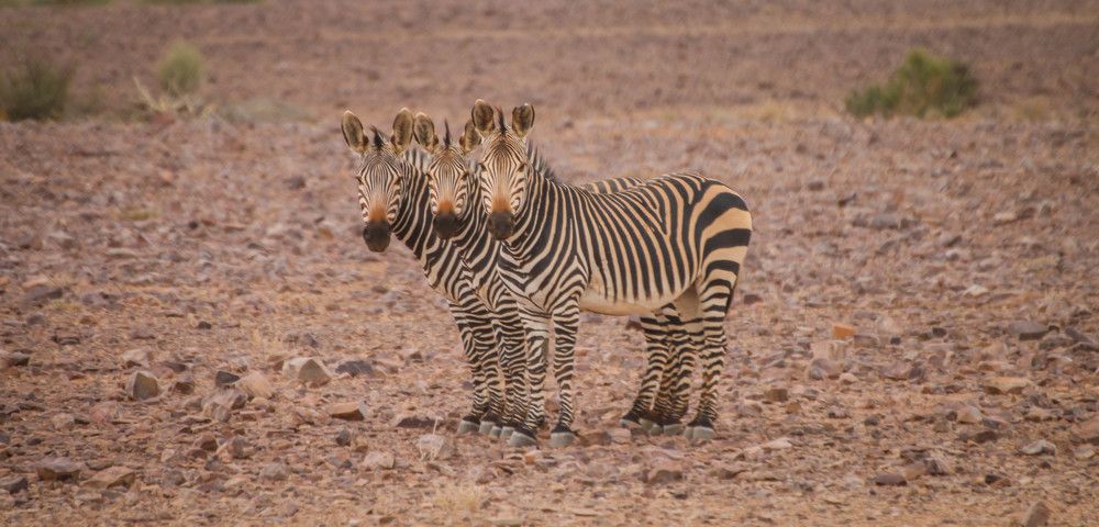 Zebra in the Namib